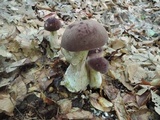 Tylopilus rubrobrunneus image