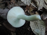 Russula silvicola image