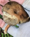 Phylloporopsis boletinoides image