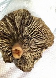 Phylloporopsis boletinoides image