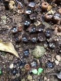 Cyathus olla image