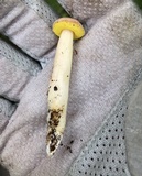 Aureoboletus auriporus image
