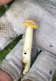 Aureoboletus auriporus image