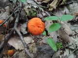 Hygrocybe miniata image