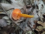 Hygrocybe miniata image