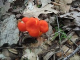 Hygrocybe miniata image