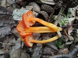 Hygrocybe miniata image