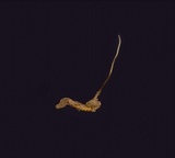 Cordyceps stylophora image