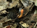 Cordyceps militaris image