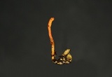 Cordyceps militaris image