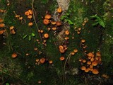 Xeromphalina kauffmanii image