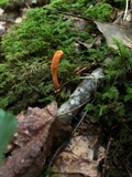 Cordyceps militaris image