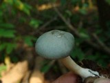 Clitocybe glaucoalba image