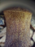 Gyroporus earlei image