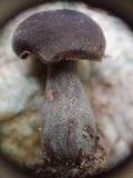 Gyroporus earlei image