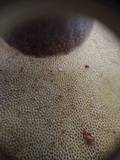 Gyroporus earlei image