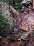 Gyroporus earlei image