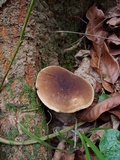 Gyroporus earlei image