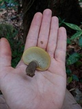 Gyroporus earlei image
