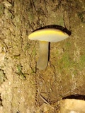 Gyroporus earlei image