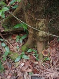 Gyroporus earlei image