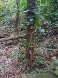 Gyroporus earlei image