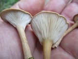 Clitocybe squamulosa image
