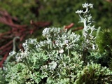 Cladonia subcervicornis image