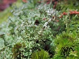 Cladonia subcervicornis image