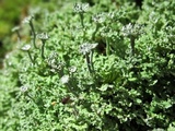 Cladonia subcervicornis image