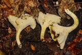 Cantharellus appalachiensis image