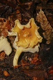 Cantharellus appalachiensis image