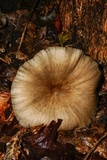Megacollybia rodmanii image