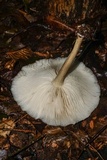 Megacollybia rodmanii image