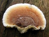 Gloeoporus dichrous image