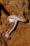 Amanita onusta image