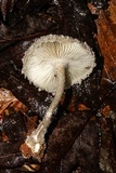 Amanita onusta image