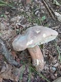 Tylopilus violatinctus image