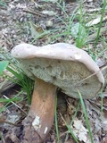 Tylopilus violatinctus image