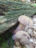 Tylopilus rubrobrunneus image