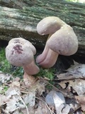 Tylopilus rubrobrunneus image