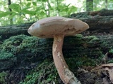 Tylopilus violatinctus image