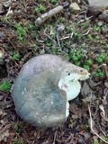 Russula variata image