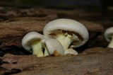Gymnopilus luteus image