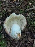 Russula variata image