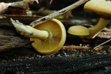 Gymnopilus luteus image