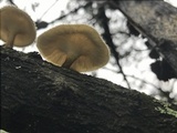 Lentinus crinitus image