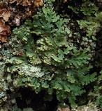 Phaeophyscia adiastola image