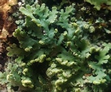 Phaeophyscia adiastola image