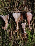 Stereopsis radicans image